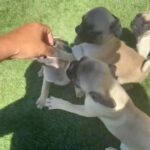 pretty pugs