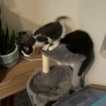 Two Kittens Need a Home