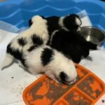 Cute Mini Aussie Pups