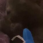 Cute Kitty needs new home?