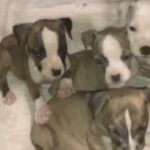 looking for their forever home? baby pits 6weeks old