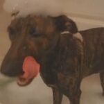 lab/catahoula leopard puppy needs new home!
