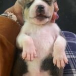 Kelpie mix with terrier and pit bull puppies