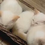 Adorable Siamese Calico Kittens!