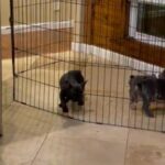 AKC French Bulldog Puppies
