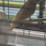 It’s a bird