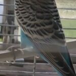 A bird for sell