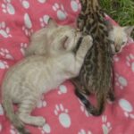 BENGAL KITTENS