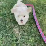 dog for sell