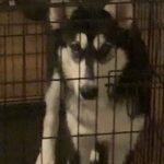 Siberian Husky for sale