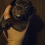 Chihuahua pug male
