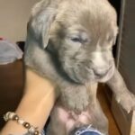 she is a cane corso
