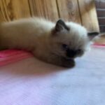 2 Siamese and Persian mixed
