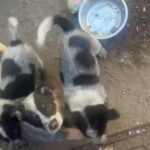 puppies