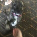 Roxy, Pit/Husky/mutt