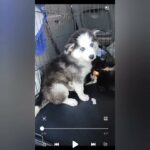 Alaskan Huskies