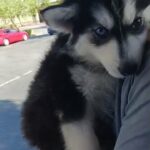 Alaskan 8week huskies