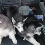 Alaskan Huskies