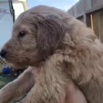 Golden Doodle