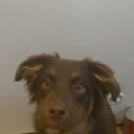 Minature Australian Shepherd