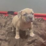 French bulldog puppie