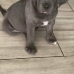 cane Corso puppies for sale