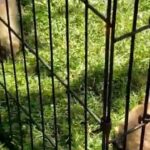 Tibetan Spaniel/Maltese puppies
