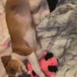 adorable puppy for sell !