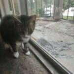 mama skitty needs a home