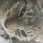 pèpè needs a good home