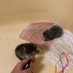 kittens male tabby and gray female