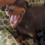 Doberman pincher