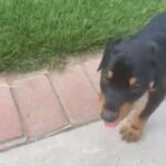 Female Doberman Pincher