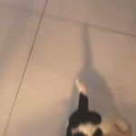 beagle puppy