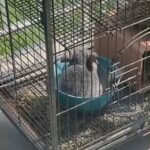 two chinchillas for sale with cage