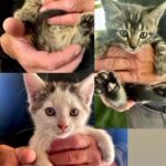 Bombay/Maine Coon Kittens