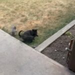 Bombay Maine Coon kittens