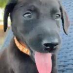 Boder Collie Mix Male