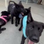 Akc all black German shepherds