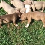 American Bully Puppies 8.5 weeks old