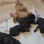 Goldendoodles for Sale