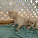 yellow lab puppies AKC registered