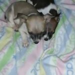 sleepy Chihuahua pups
