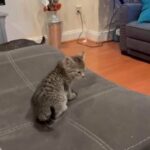 kitten 2/4