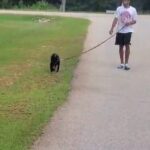 Black Pups