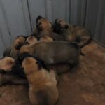 Begian Malinois purebred puppies