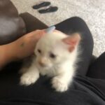 White kitten Blue eyes