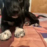 rehoming dog