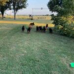 AKC German Shepherd puppies