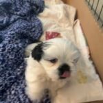 Shih Tzu puppies for sale!!